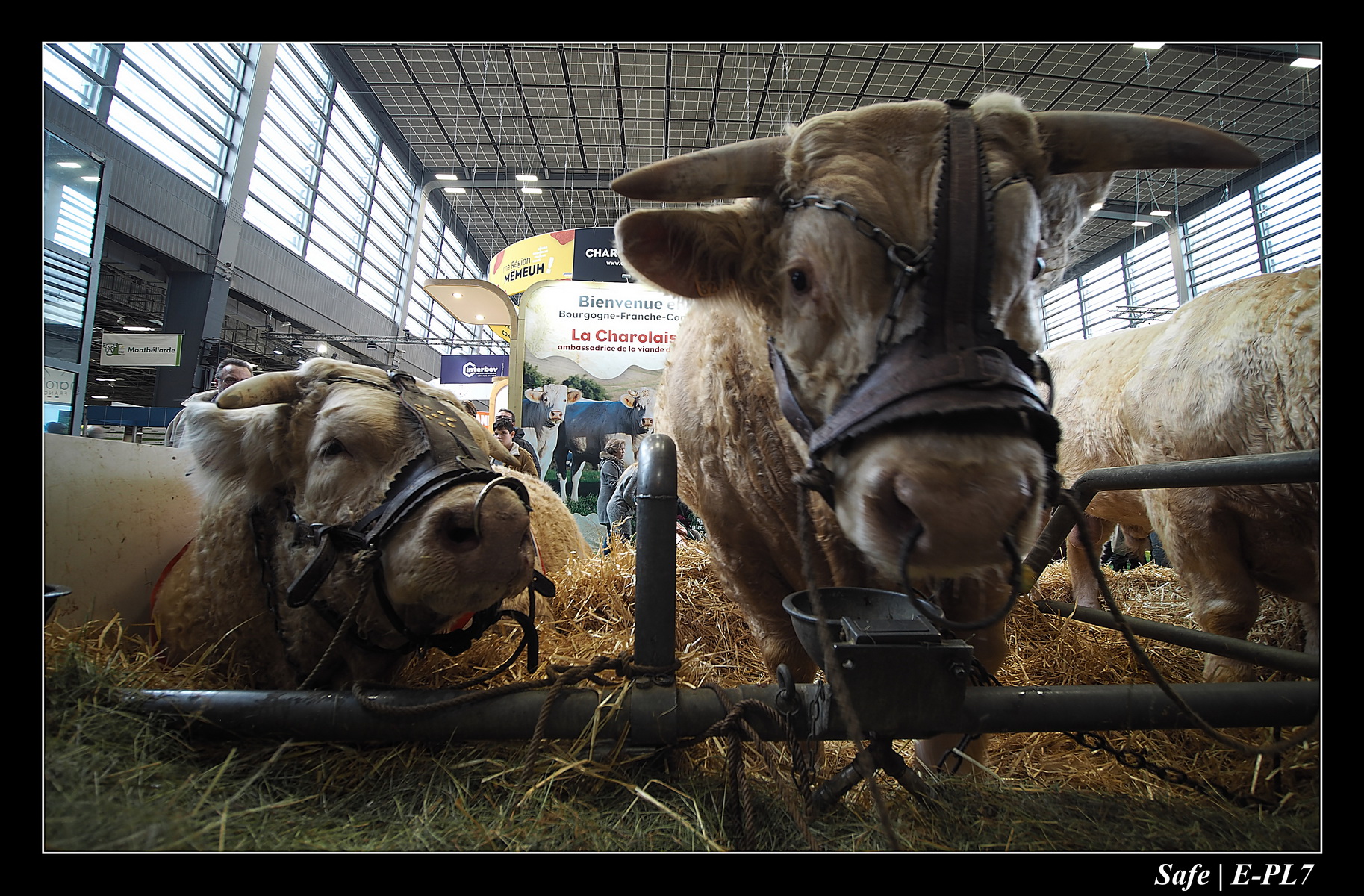 2020 - 02 - Salon agriculture 54